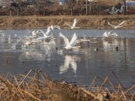 국비 4억5천만 원 확보한 구미시, 지산샛강 생태복원 본격화 기사 이미지